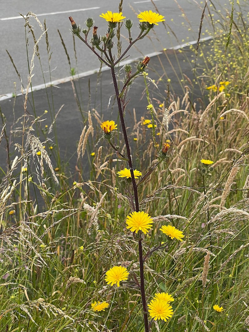 Picris hieracioides - © Charles Hipkin