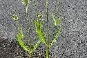 Wild Teasel: Dipsacus fullonum