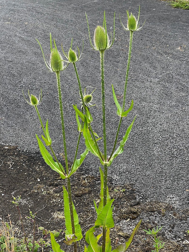 Dipsacus fullonum - © Charles Hipkin