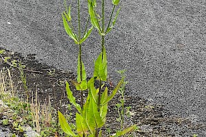 Wild Teasel: Dipsacus fullonum