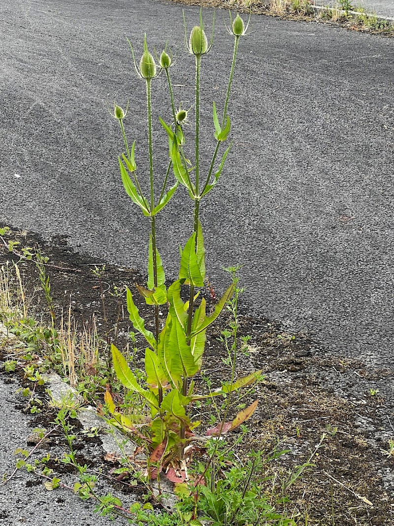 Dipsacus fullonum - © Charles Hipkin