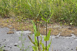 Wild Teasel: Dipsacus fullonum