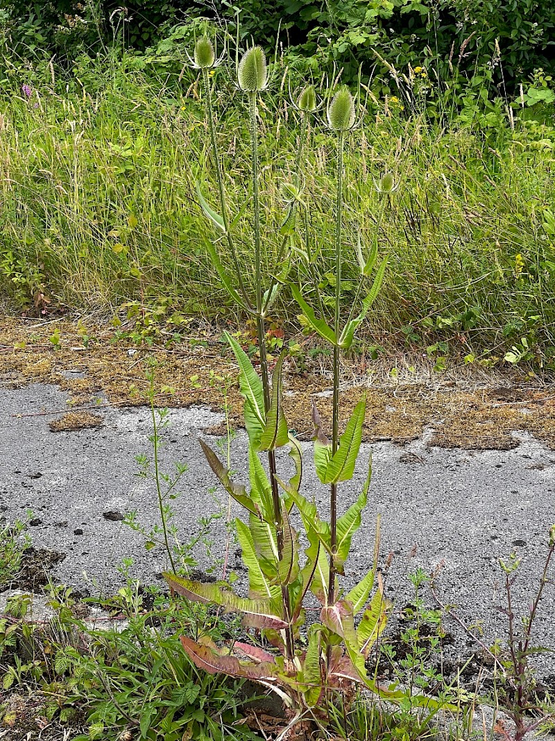 Dipsacus fullonum - © Charles Hipkin