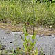 Dipsacus fullonum