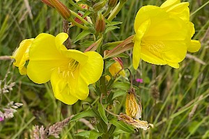 Large-flowered Evening-primrose: Oenothera glazioviana