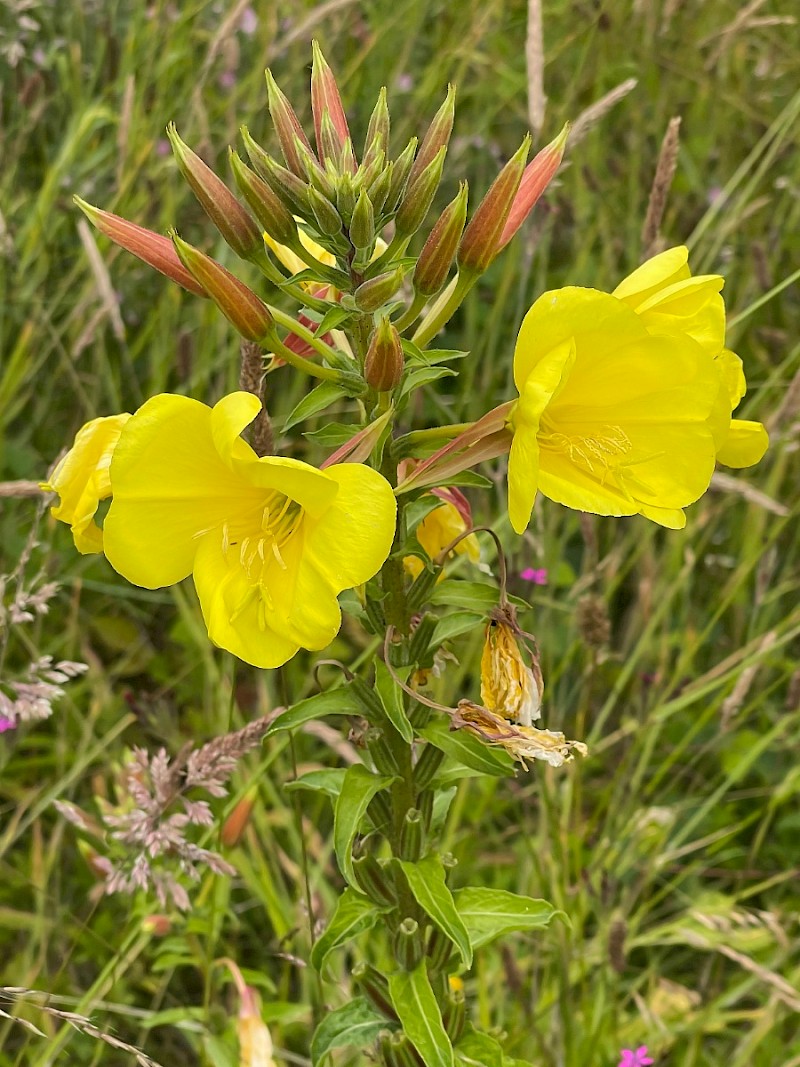 Oenothera glazioviana - © Charles Hipkin