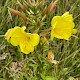 Oenothera glazioviana