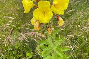 Large-flowered Evening-primrose: Oenothera glazioviana