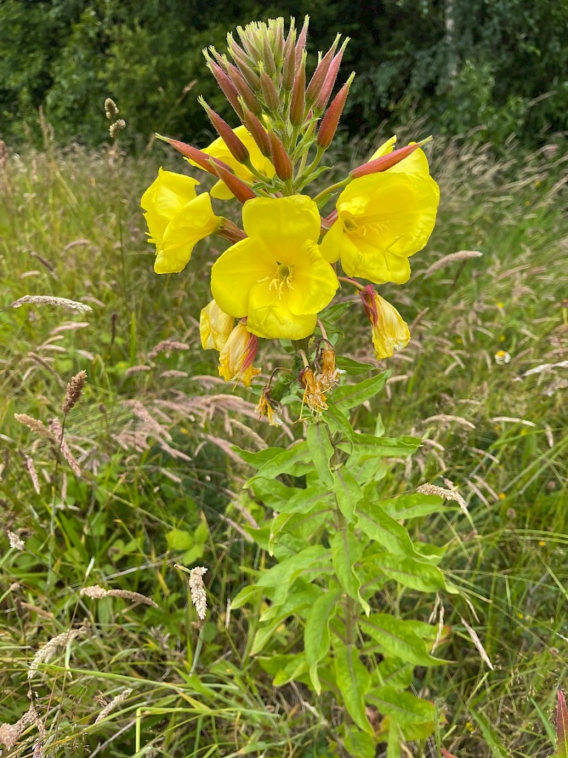 Oenothera glazioviana - © Charles Hipkin