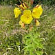 Oenothera glazioviana