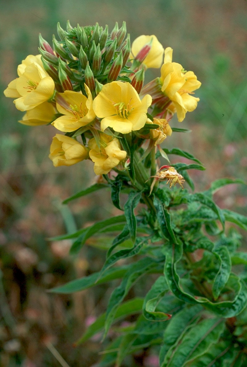 Oenothera x fallax - © Charles Hipkin