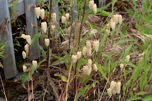 Greater Quaking-grass: Briza maxima