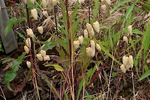 Greater Quaking-grass: Briza maxima