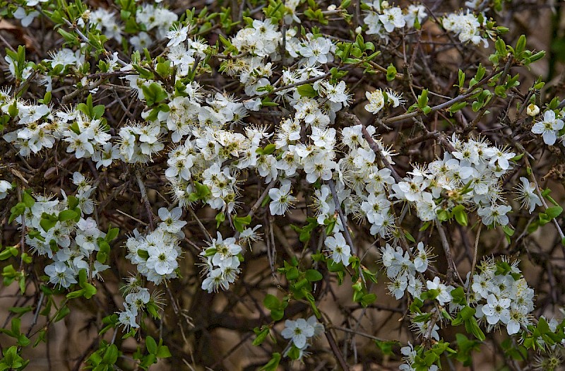 Prunus spinosa - © Charles Hipkin