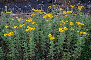 Common Fleabane: Pulicaria dysenterica