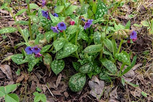 Pulmonaria officinalis Lungwort