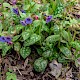 Pulmonaria officinalis