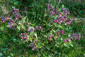 Lungwort: Pulmonaria officinalis