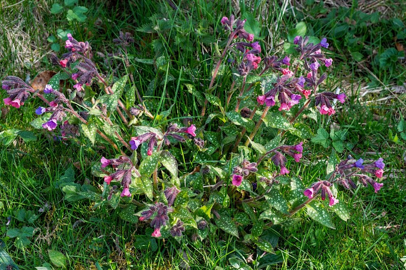 Pulmonaria officinalis - © Charles Hipkin