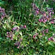 Pulmonaria officinalis