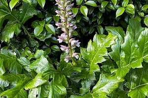 Bear's-breeches: Acanthus mollis