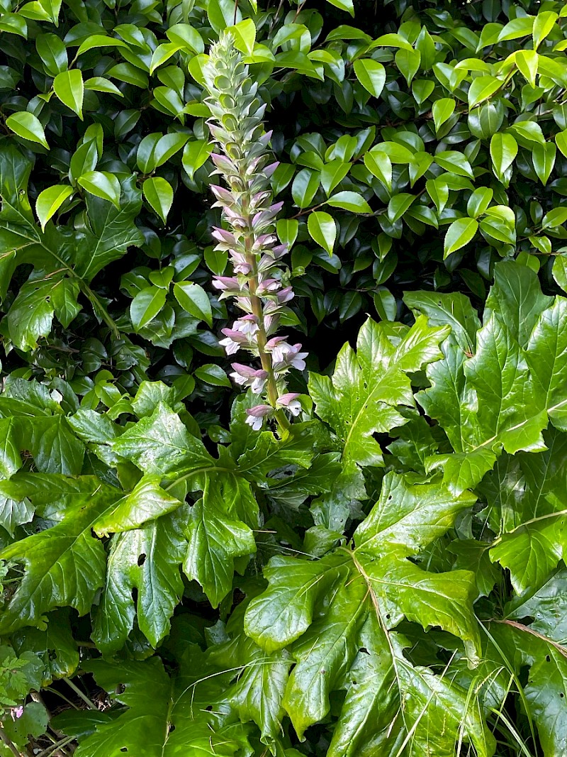 Acanthus mollis - © Charles Hipkin