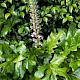 Acanthus mollis