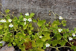 Ivy-leaved Toadflax: Cymbalaria muralis