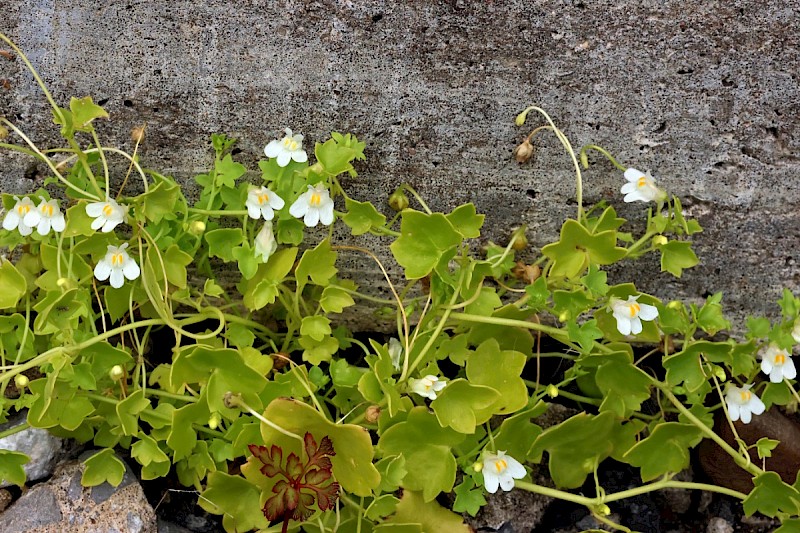 Cymbalaria muralis - © Charles Hipkin