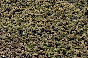 Elodea canadensis Canadian Waterweed