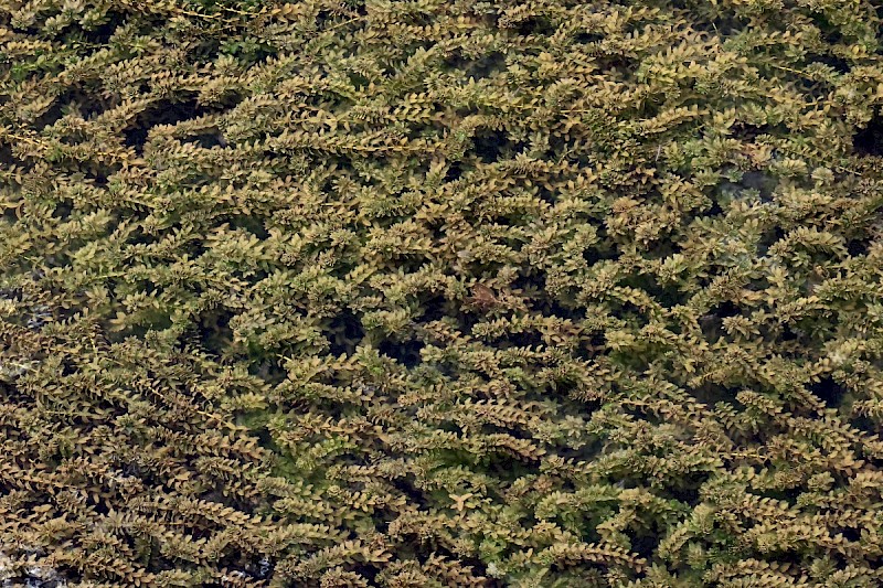 Elodea canadensis - © Charles Hipkin