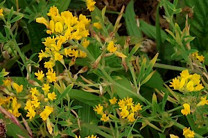 Sickle Medick: Medicago sativa subsp. falcata