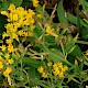 Medicago sativa subsp. falcata