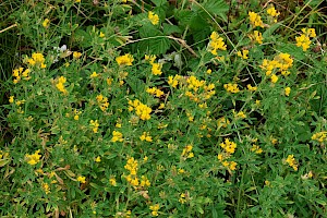 Sickle Medick: Medicago sativa subsp. falcata