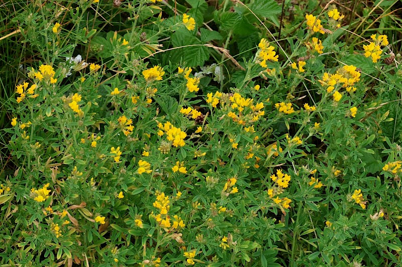 Medicago sativa subsp. falcata - © Charles Hipkin