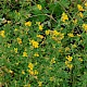 Medicago sativa subsp. falcata