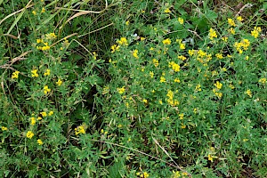 Sickle Medick: Medicago sativa subsp. falcata