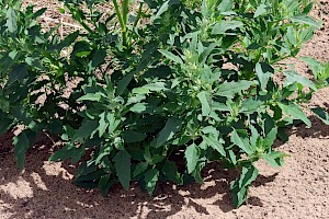 Fig-leaved Goosefoot: Chenopodium ficifolium