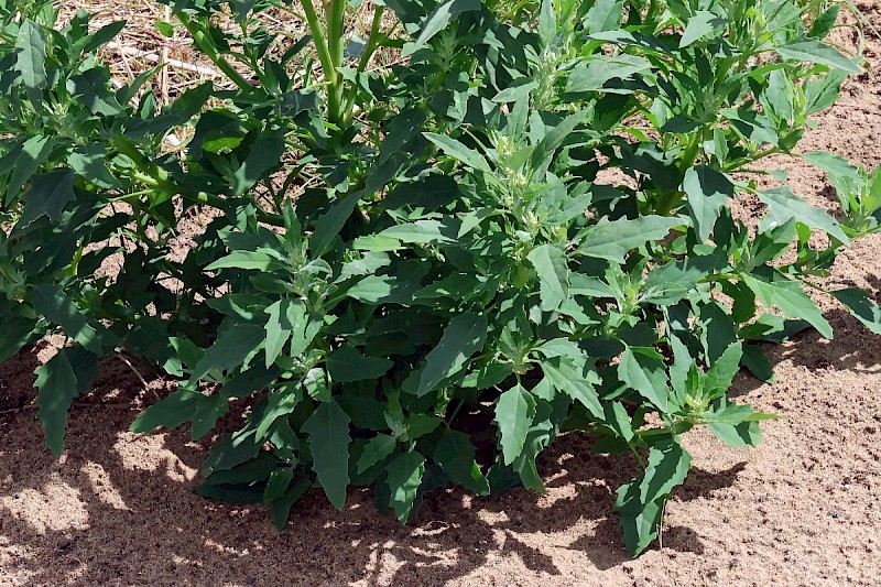 Chenopodium ficifolium - © Charles Hipkin