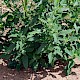 Chenopodium ficifolium