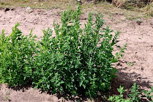 Fig-leaved Goosefoot: Chenopodium ficifolium