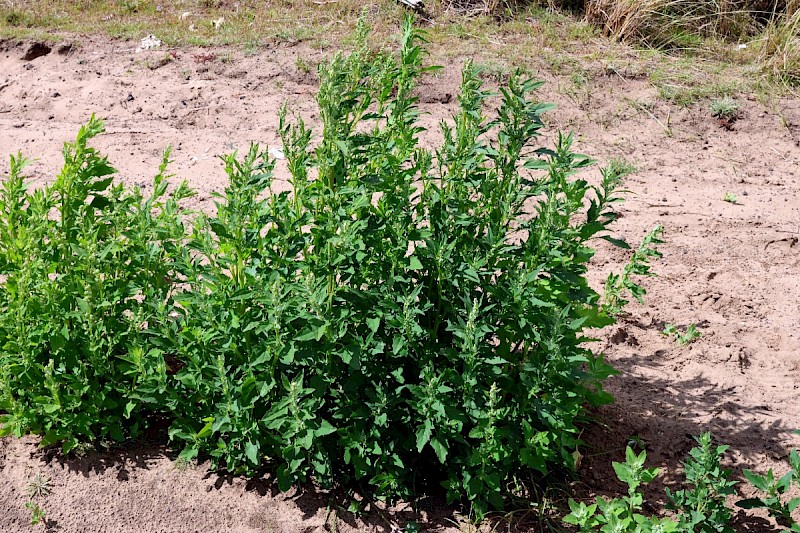 Chenopodium ficifolium - © Charles Hipkin