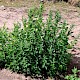 Chenopodium ficifolium