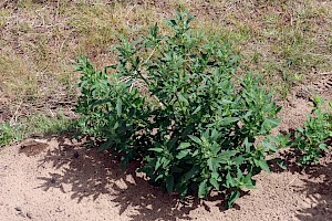 Fig-leaved Goosefoot: Chenopodium ficifolium