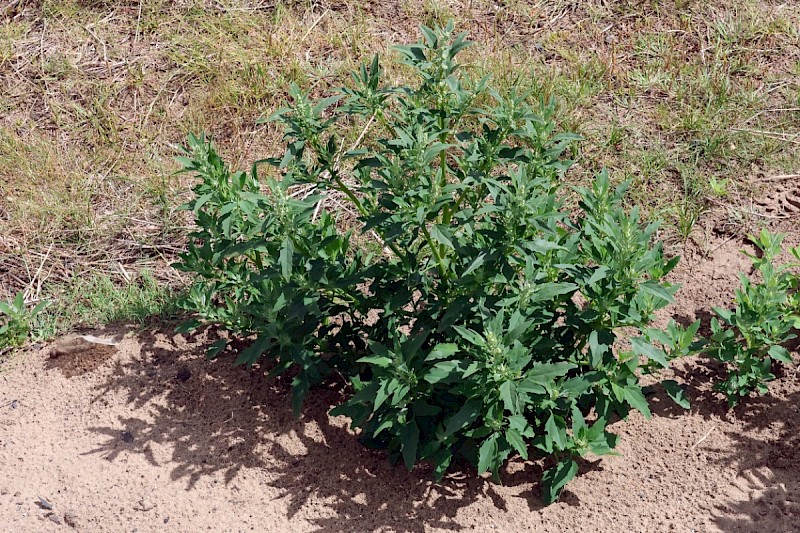 Chenopodium ficifolium - © Charles Hipkin