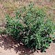 Chenopodium ficifolium