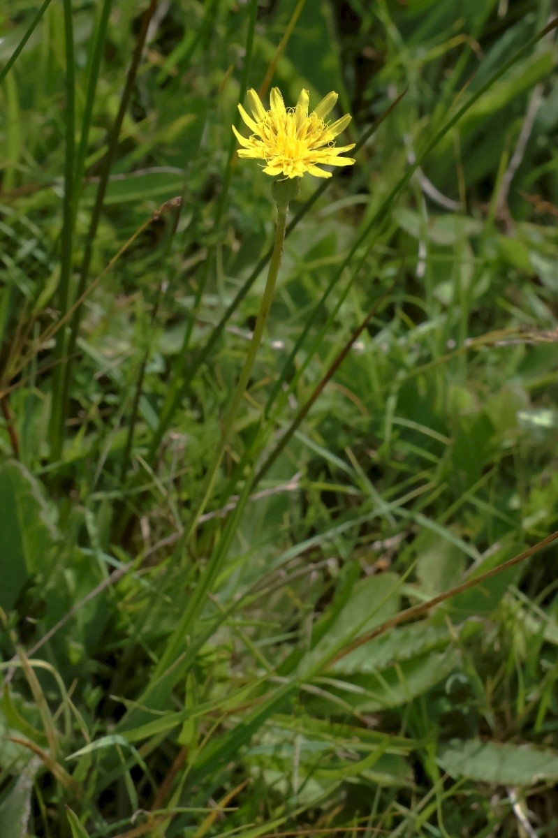 Scorzonera humilis - © Charles Hipkin