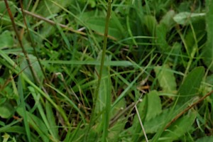 Viper's-grass: Scorzonera humilis