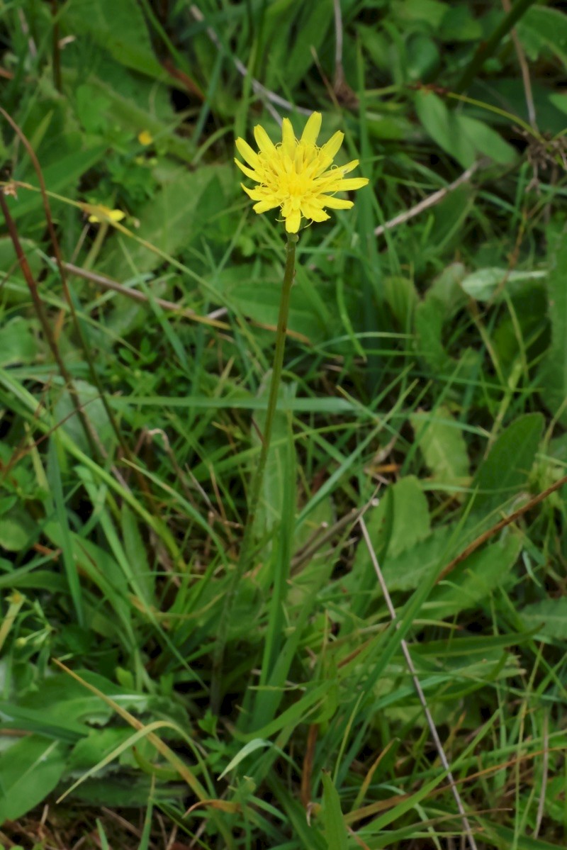 Scorzonera humilis - © Charles Hipkin