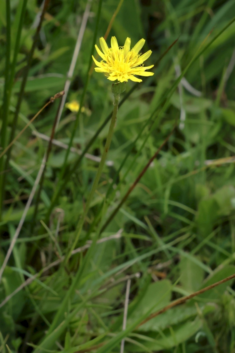 Scorzonera humilis - © Charles Hipkin